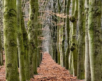 Bomen op een rij in het Nationaal Park De Hoge Veluwe.
