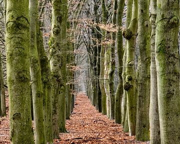Bomen op een rij in het Nationaal Park De Hoge Veluwe. van John Duurkoop