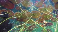 Waterlelies van Trudy van der Werf thumbnail