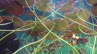 Waterlilies