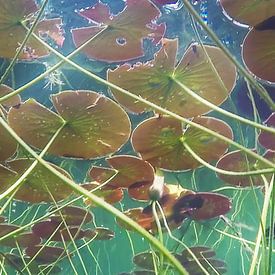 Waterlelies van Trudy van der Werf