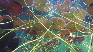 Waterlelies van Trudy van der Werf
