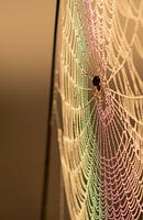 Rainbow spider web