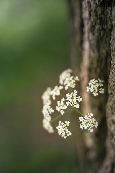 Fijne witte schermbloemen van Fluitenkruid (verticaal) van Mayra Fotografie