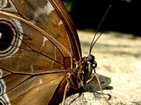 Blue morpho close up