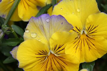 Gele viooltjes van Sanne Willemsen