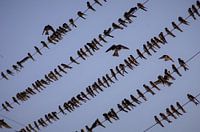 Swallow gathering