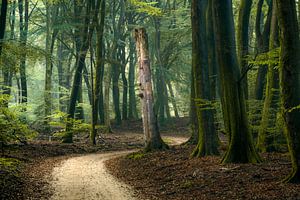Paysage de forêt atmosphérique avec un chemin sablonneux