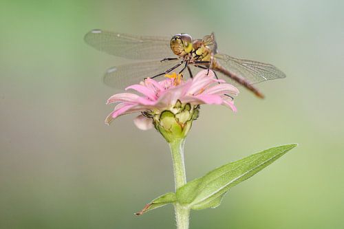 Steenrode Heidelibel op bloem