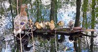 Ente mit Kueken im Moor