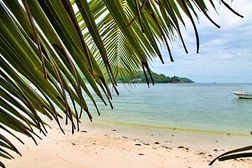 Palmiers tropicaux sur la plage au paradis aux Seychelles sur MPfoto71