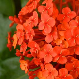 Rode bloemen van Daniek Vermeer