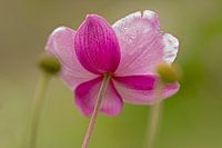 fleur rose