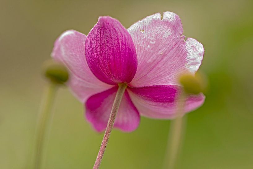 fleur rose par Els F.