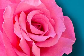 Roze Roos van Corinne Welp