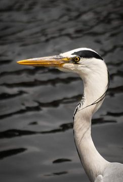 Grey Heron van BL Photography