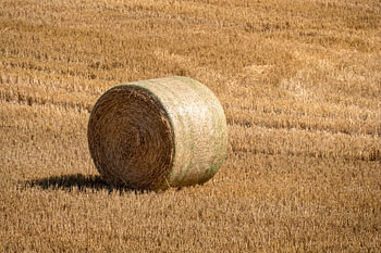 Mown cornfield with big round hay bales in rows