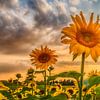 Sonnenblumen im Sonnenuntergang | Panorama von Melanie Viola