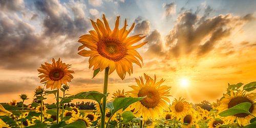 Sonnenblumen im Sonnenuntergang | Panorama von Melanie Viola