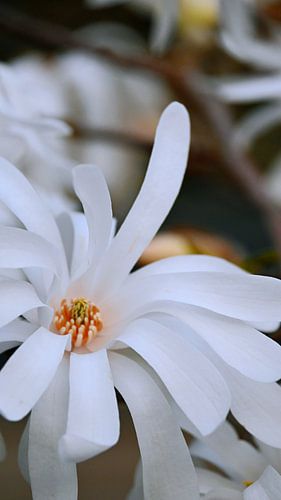 White blossom in a gentle close-up