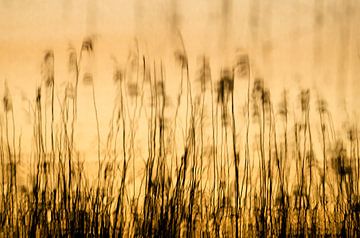Reed reflection by Hans Debruyne