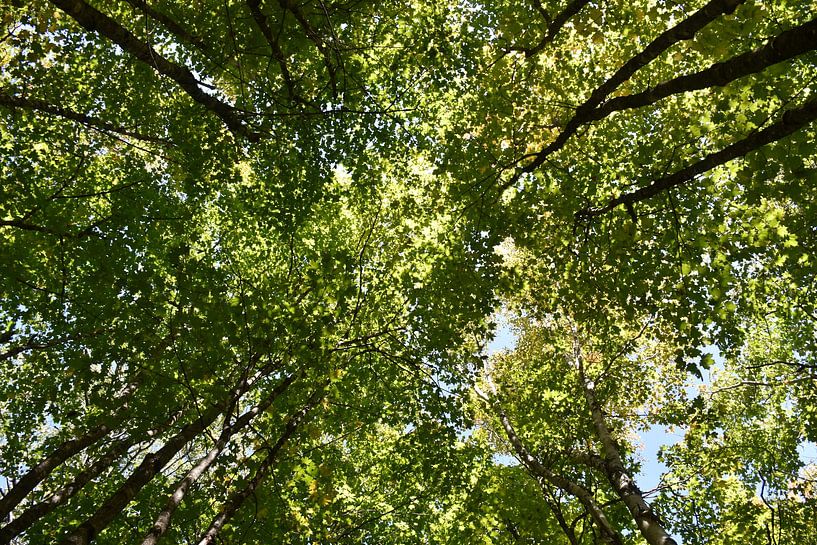 Ein Ahornwald im Sommer von Claude Laprise