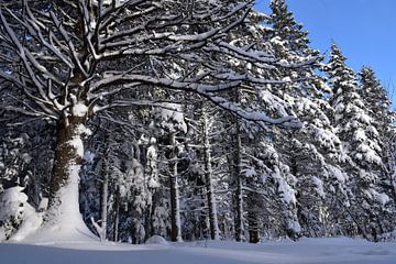 Een besneeuwd parcours in de winter van Claude Laprise