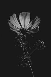 Cosmos bipinnatus monochrome flora