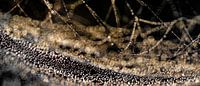 Spinnenweb