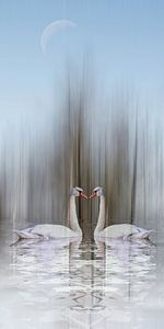 Swan Lake - Zwaan van liefde in de winter