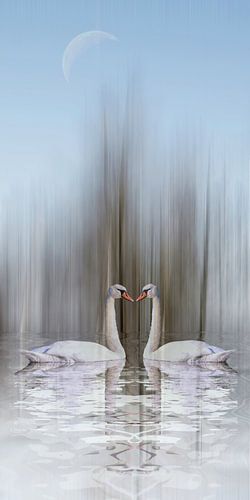 Swan Lake - Zwaan van liefde in de winter
