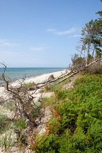 Ostseestrand auf dem Darss