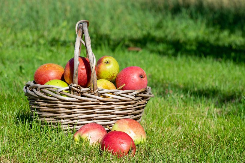 Korb mit frischen Äpfeln in einer Wiese von Animaflora PicsStock