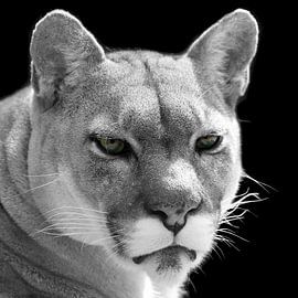 Cougar by Patrick van Bakkum