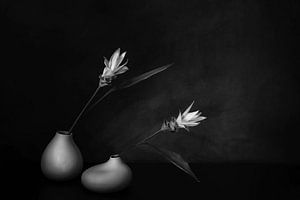 Zen-Stillleben mit Kurkumablüten in B&W .