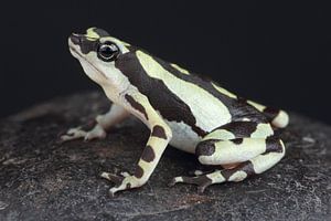 Crapaud arlequin (Atelopus high-mothi)