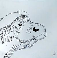 Water buffalo