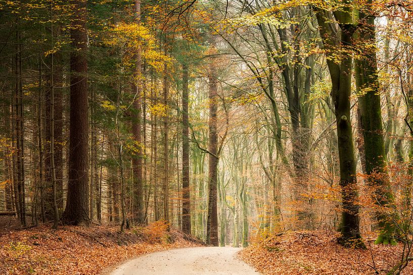 Herfst in het Speulderbos van Francis Dost