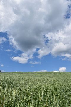 Un champ d'avoine sous un ciel nuageux sur Claude Laprise