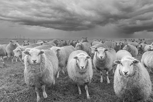 Schafe auf dem Deich, schwarz und weiß, Schafe