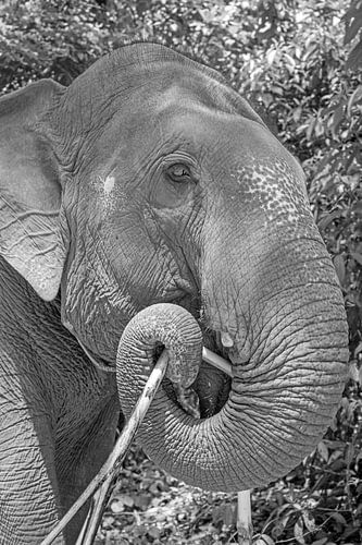 Tronc d'éléphant sur Ellinor Creation