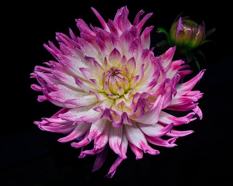 flower by iwan faber