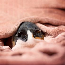 Guinea pig in rug by Marloes van Antwerpen