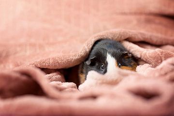 Cavia in kleedje -  cavia dekentje - cozy guinea pig