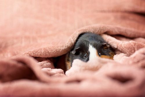 Cavia in kleedje -  cavia dekentje - cozy guinea pig