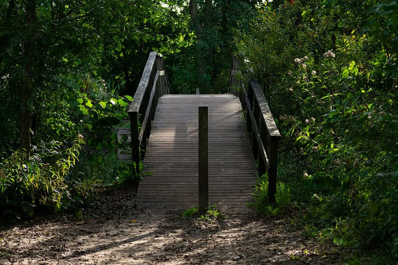 bridge by manon vermeulen