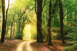 Waldweg von Rigo Meens