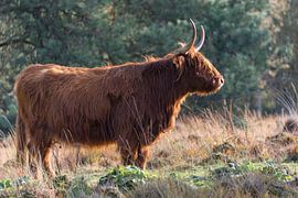 Scottish Highlander in the autumn sun