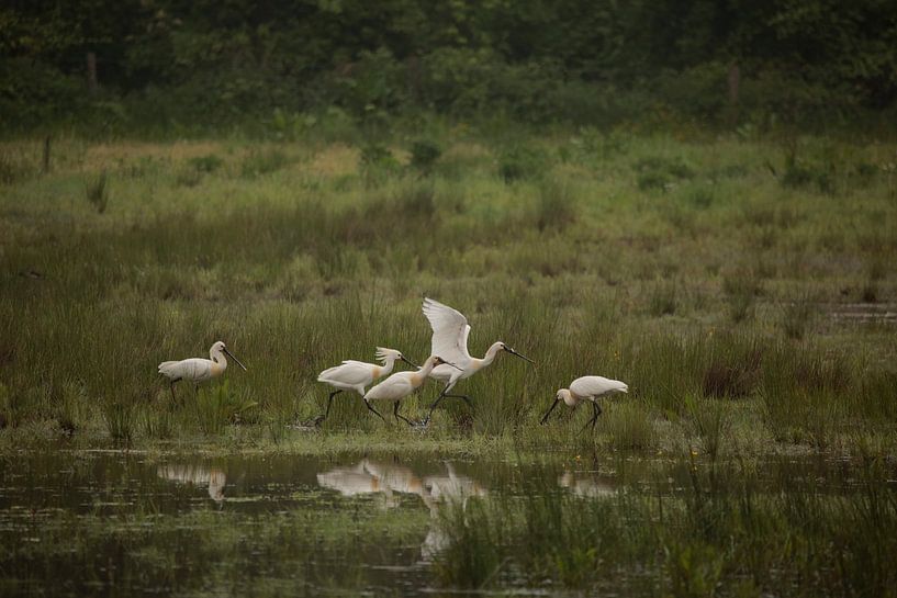 Spooner by Frank Smedts