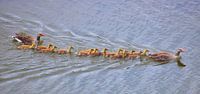 Tous les canards nagent dans l'eau